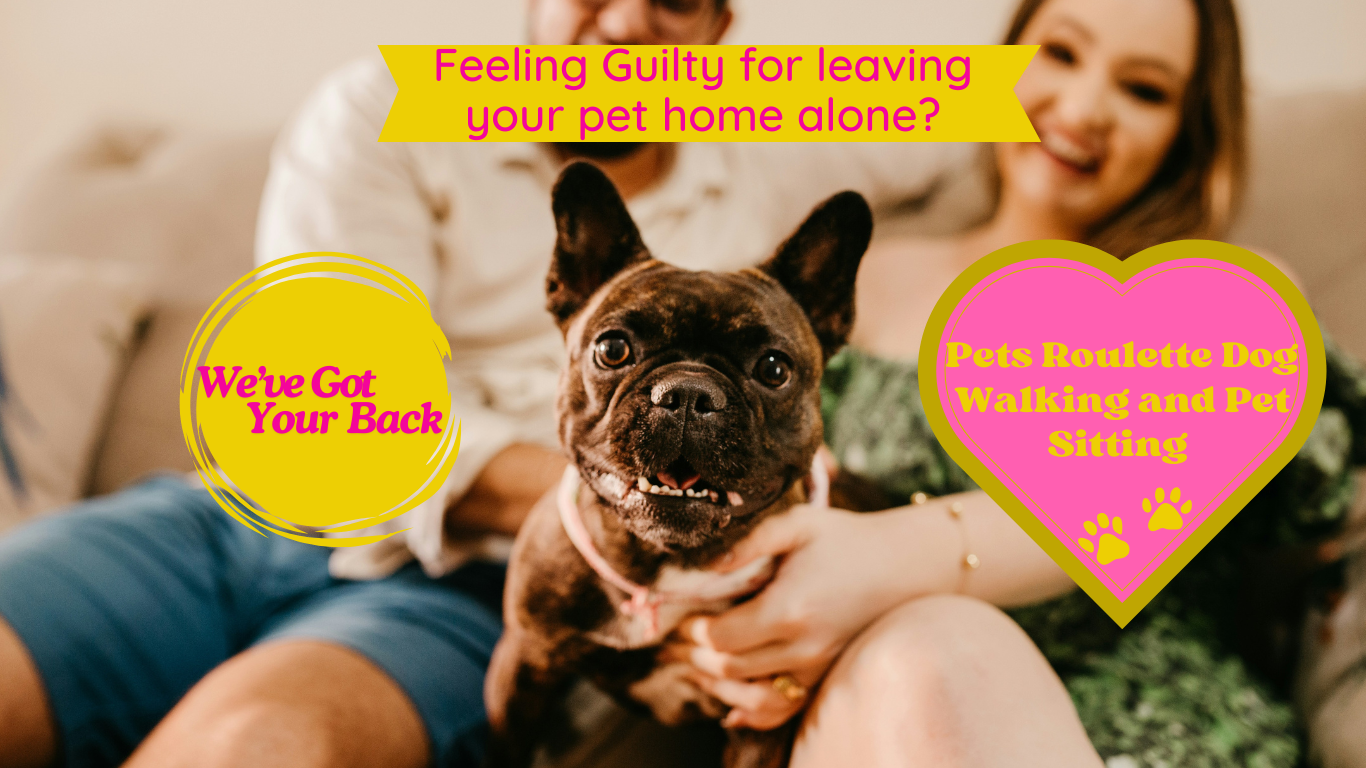 Pet Sitting Service