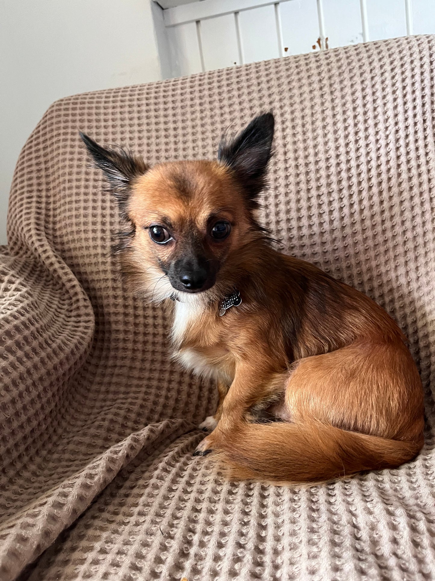Pet Sitting Service