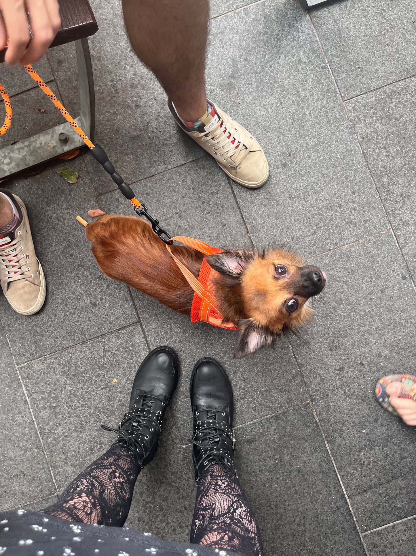 Dog Walking Service