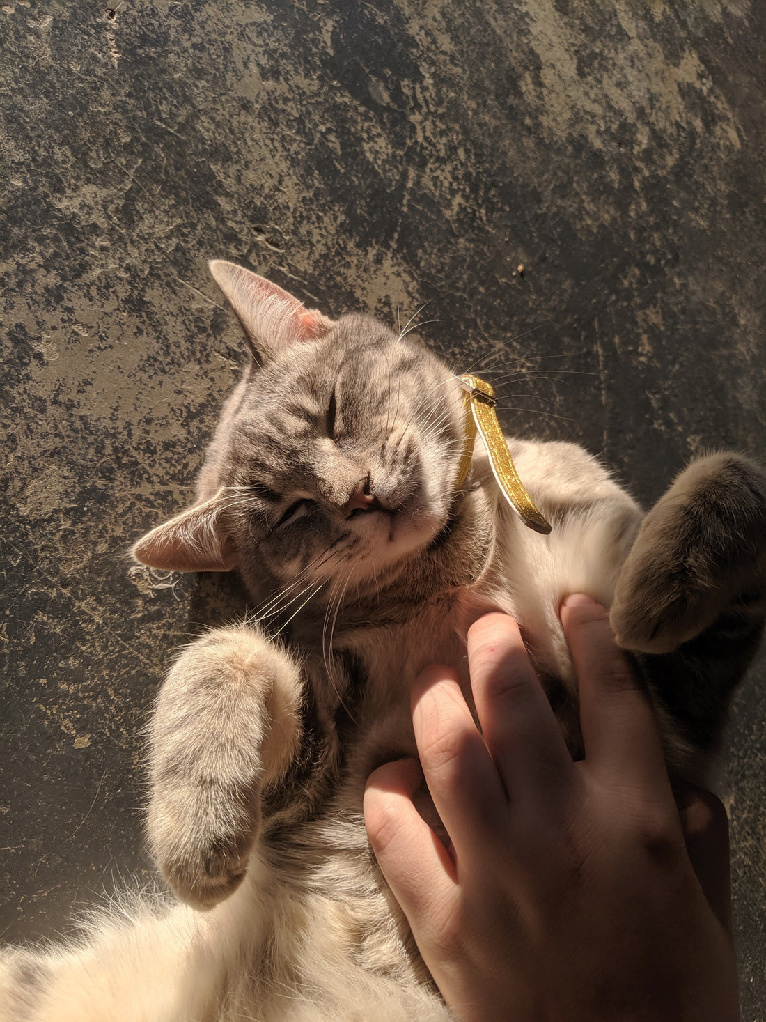 Caring For Senior Pets: A guide on Improving your pets quality of life.