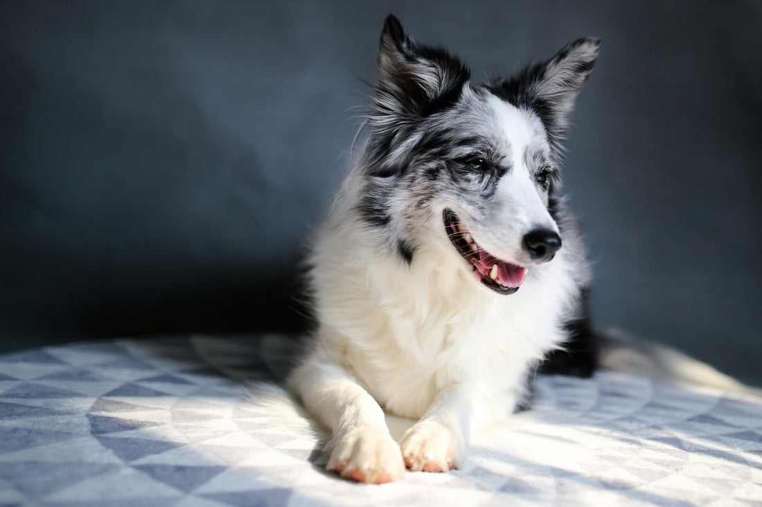 The Busy Pet Owners Guide: Keeping Pets Happy & Healthy