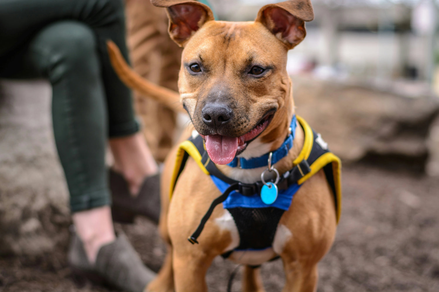 Dog leads, collars and harness