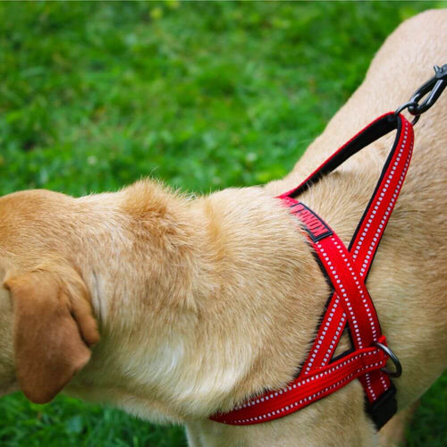 KONG Norwegian Dog Harness