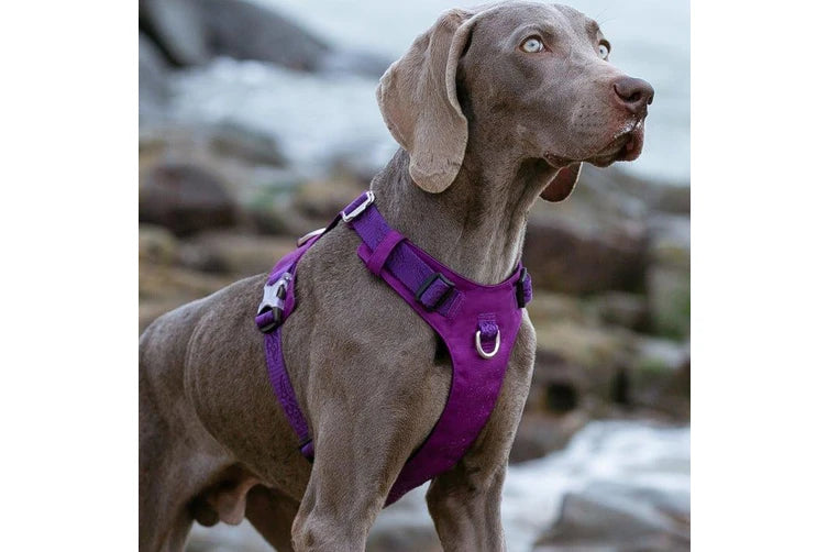 Lightweight Dog Harness